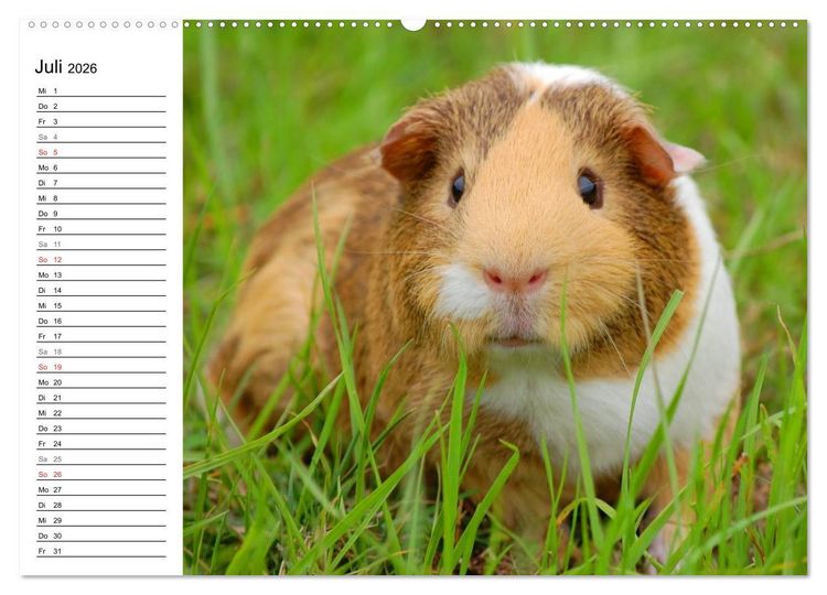 Produktbild: Meerschweinchen Niedliche Herzensbrecher (hochwertiger Premium Wandkalender 2026 DIN A2 quer), Kunstdruck in Hochglanz