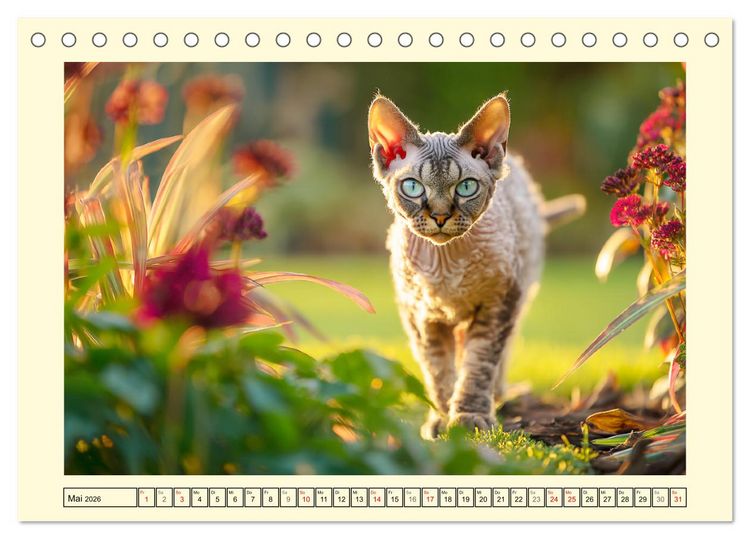 Produktbild: Devon Rex Katzen. Der aufgeweckte Kobold im Garten (Tischkalender 2026 DIN A5 quer), CALVENDO Monatskalender