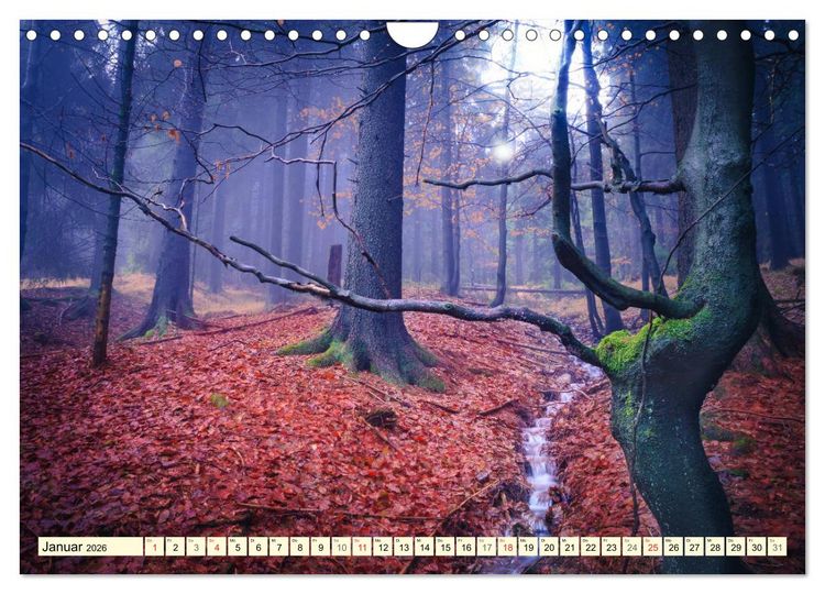 Produktbild: Mystische W&auml;lder - Zauber der Natur (Wandkalender 2026 DIN A4 quer), CALVENDO Monatskalender