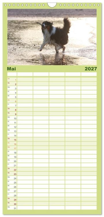 Produktbild: Familienplaner 2027 - Australian Shepherd - H&uuml;tehunde mit Familienanschluss mit 5 Spalten (Wandkalender, 21 x 45 cm) CALVENDO