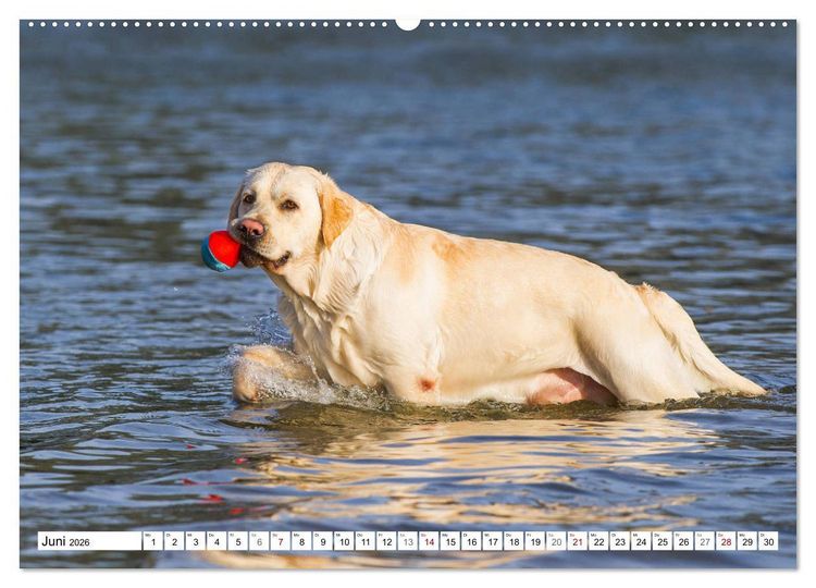 Produktbild: Freund auf 4 Pfoten - Labrador Retriever (Wandkalender 2026 DIN A2 quer), CALVENDO Monatskalender