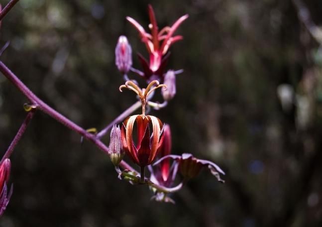 Produktbild: Madeiras Blumenwelt (Tischaufsteller DIN A5 quer)