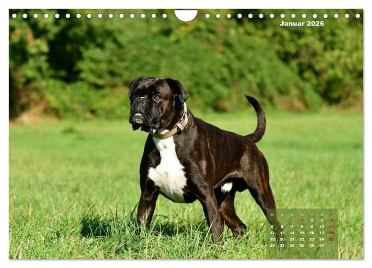 Produktbild: Einmal Boxer - immer Boxer (Wandkalender 2026 DIN A4 quer), CALVENDO Monatskalender