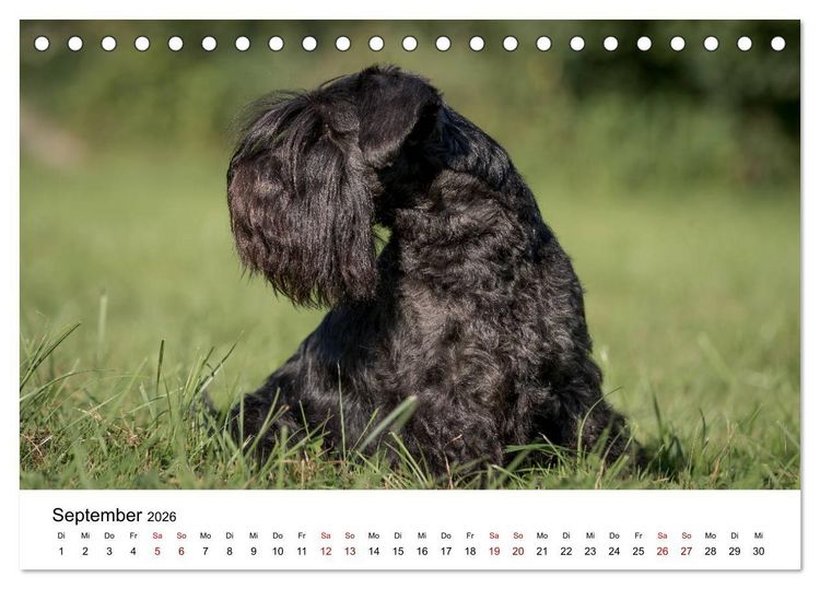 Produktbild: Schnauzer... von Zwergen und Riesen 2026 (Tischkalender 2026 DIN A5 quer), CALVENDO Monatskalender