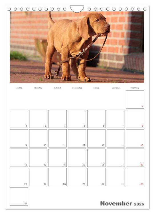 Produktbild: Magyar Vizsla (Wandkalender 2026 DIN A4 hoch), CALVENDO Monatskalender