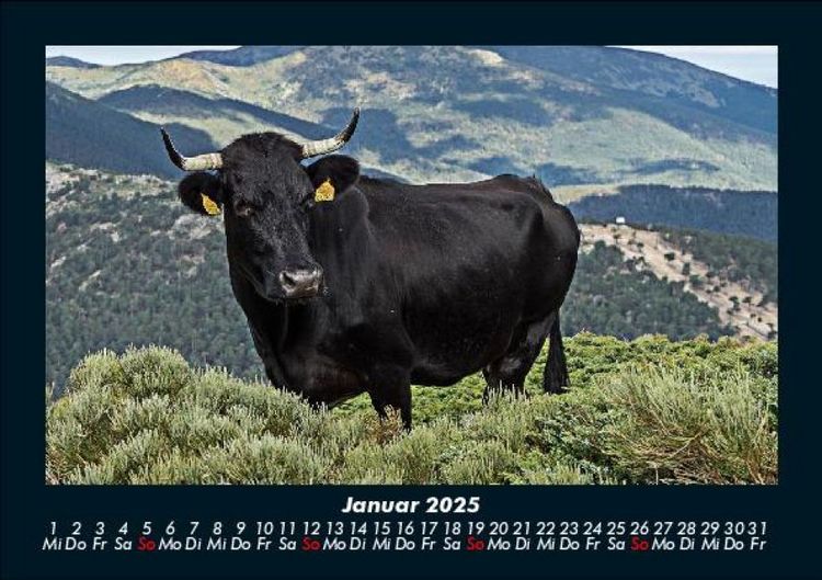 Produktbild: Kuhkalender 2025 Fotokalender DIN A5