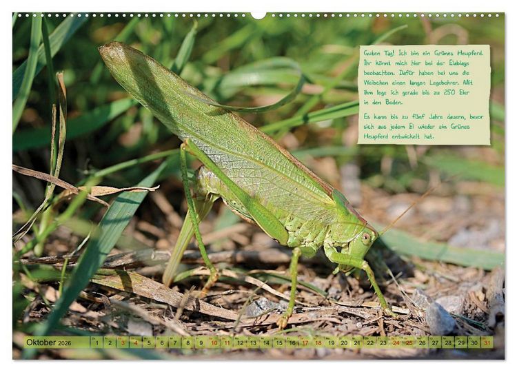 Produktbild: GEOclick Lernkalender: Insekten (Wandkalender 2026 DIN A2 quer), CALVENDO Monatskalender