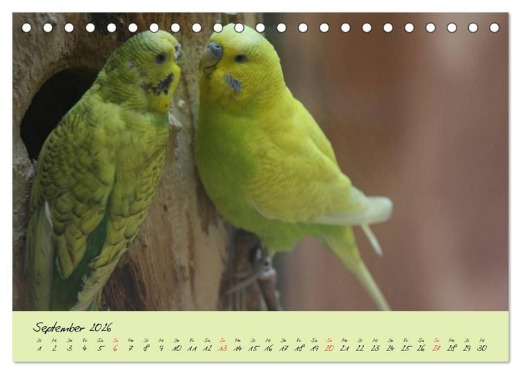 Produktbild: Wellensittiche - Gefiederte Freunde (Tischkalender 2026 DIN A5 quer), CALVENDO Monatskalender