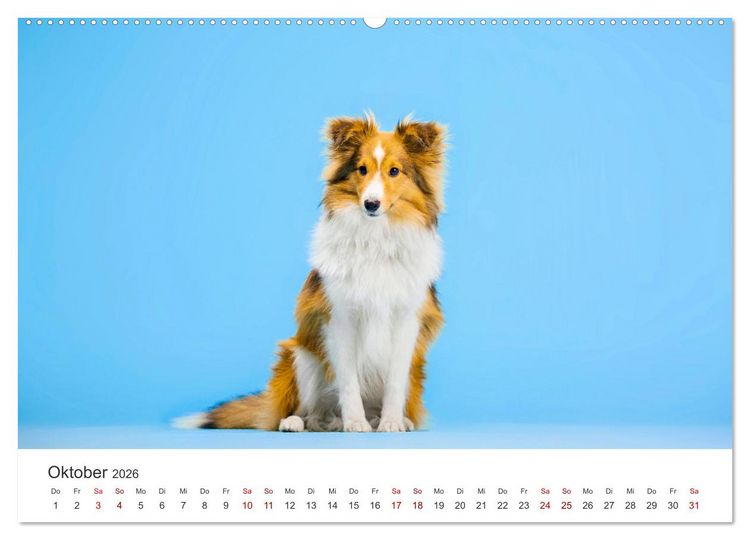 Produktbild: Shelties - Die zuckers&uuml;&szlig;en Vierbeiner. (Wandkalender 2026 DIN A2 quer), CALVENDO Monatskalender