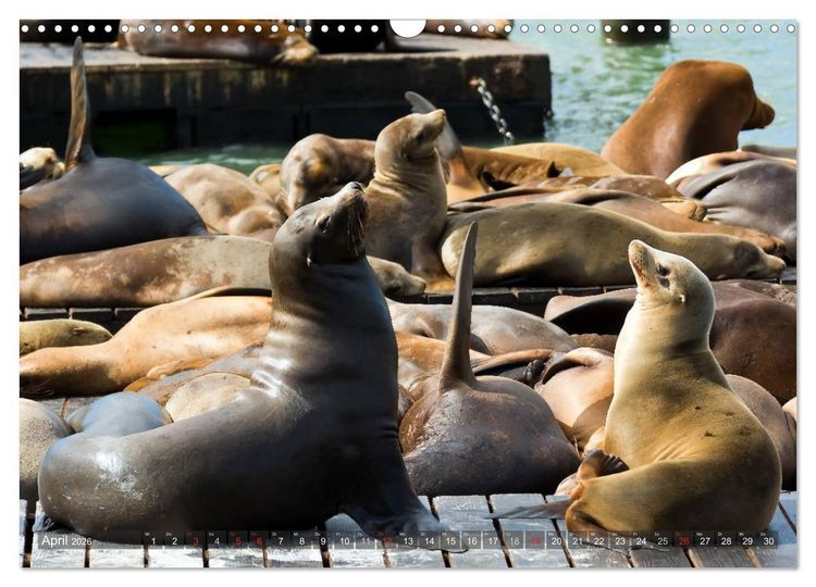 Produktbild: San Francisco Perspektiven (Wandkalender 2026 DIN A3 quer), CALVENDO Monatskalender