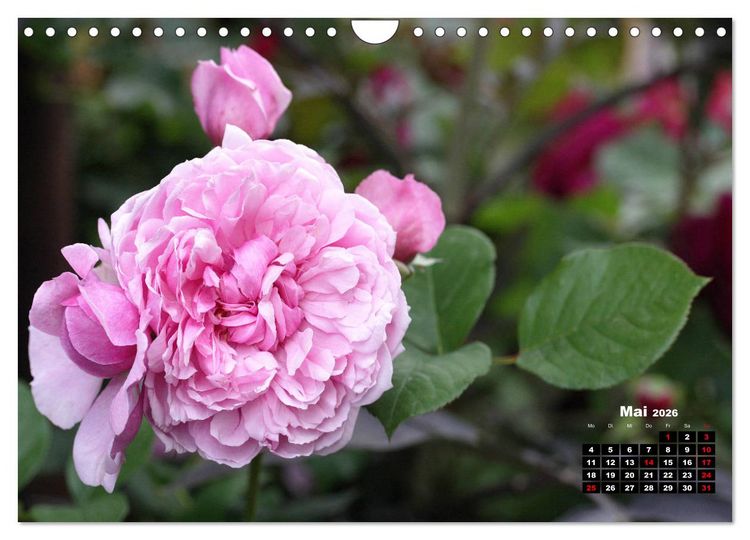 Produktbild: Magie der Rosen (Wandkalender 2026 DIN A4 quer), CALVENDO Monatskalender