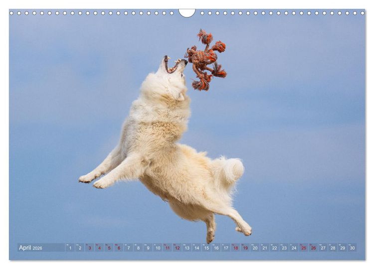 Produktbild: Mein fliegender Isl&auml;nder (Wandkalender 2026 DIN A3 quer), CALVENDO Monatskalender
