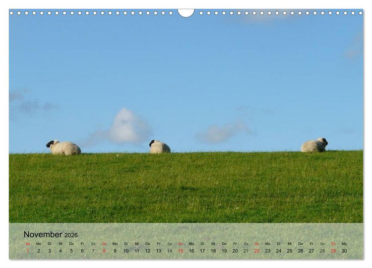 Produktbild: Schafe z&auml;hlen leicht gemacht! (Wandkalender 2026 DIN A3 quer), CALVENDO Monatskalender