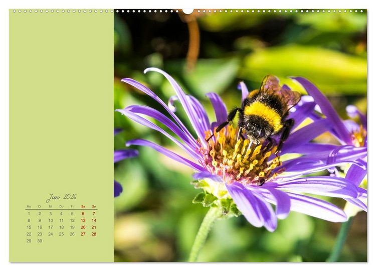 Produktbild: Bl&uuml;tenstil (Wandkalender 2026 DIN A2 quer), CALVENDO Monatskalender