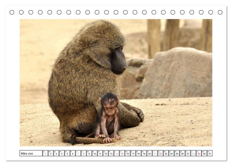 Produktbild: Kleine Schelme - Tierbabys (Tischkalender 2026 DIN A5 quer), CALVENDO Monatskalender