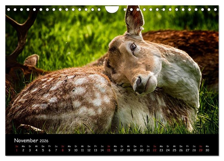 Produktbild: Rehe und Hirsche in freier Natur (Wandkalender 2026 DIN A4 quer), CALVENDO Monatskalender