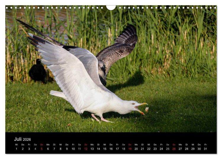 Produktbild: Spontane Fotografie - M&ouml;wen (Wandkalender 2026 DIN A3 quer), CALVENDO Monatskalender