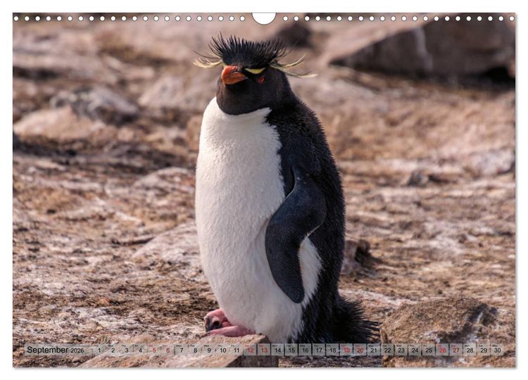 Produktbild: In the Falkland Islands (Wall Calendar 2026 DIN A3 landscape), CALVENDO 12 Month Wall Calendar
