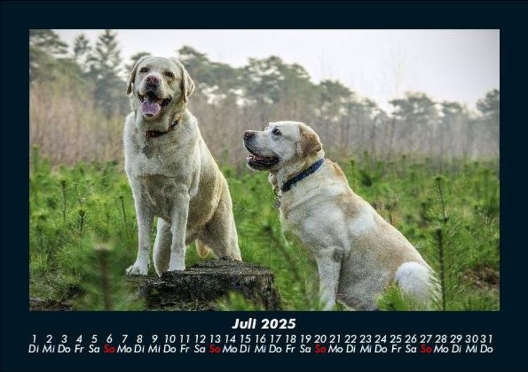 Produktbild: Der Hundekalender 2025 Fotokalender DIN A5