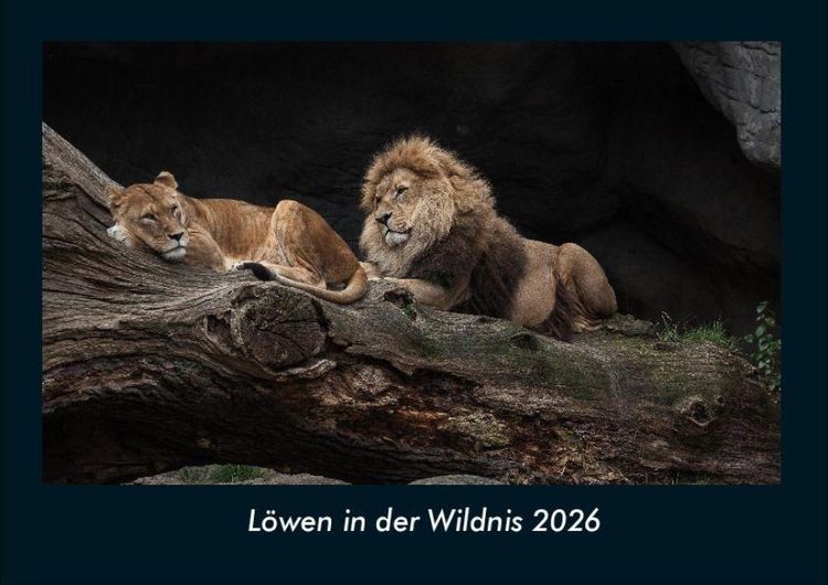 Produktbild: L&ouml;wen in der Wildnis 2026 Fotokalender DIN A4