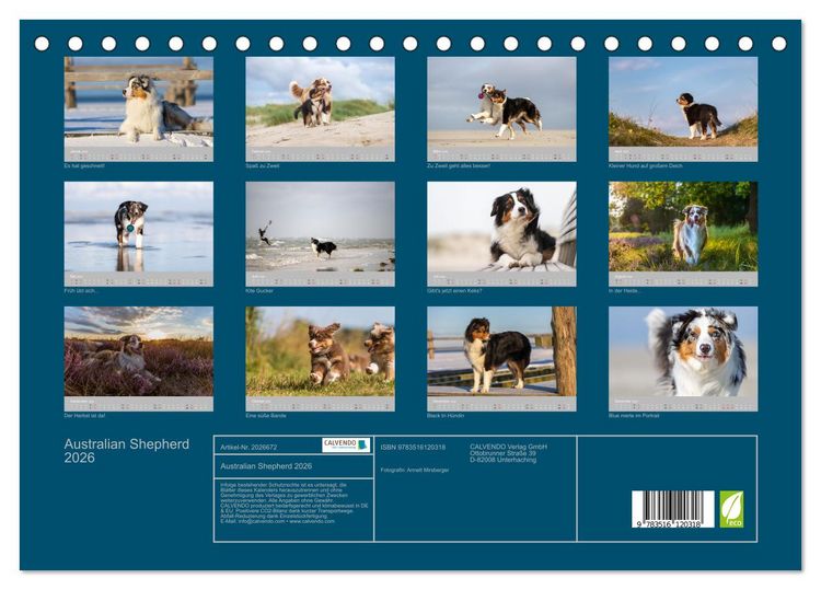 Produktbild: Australian Shepherd 2026 (Tischkalender 2026 DIN A5 quer), CALVENDO Monatskalender