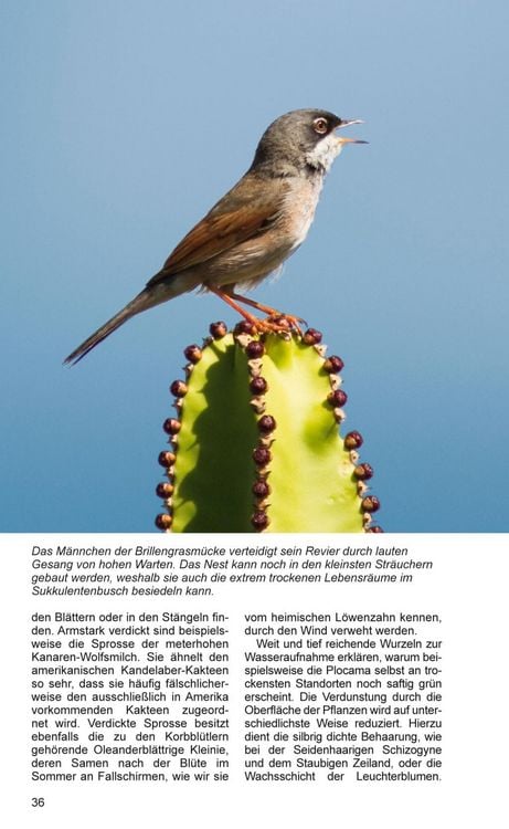 Produktbild: Teneriffa Blaue Finken - Bl&uuml;tenpracht
