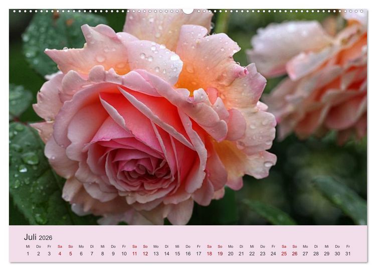 Produktbild: Rosen Reigen im Garten (Wandkalender 2026 DIN A2 quer), CALVENDO Monatskalender