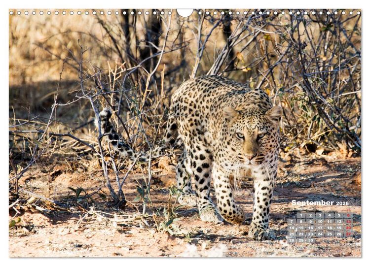 Produktbild: Namibia, Sch&ouml;nheit und Vielfalt (Wandkalender 2026 DIN A3 quer), CALVENDO Monatskalender