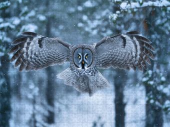 Produktbild: CALVENDO Puzzle Eule, die W&auml;chterin der Nacht | 1000 Teile Lege-Gr&ouml;&szlig;e 64x48cm Foto-Puzzle f&uuml;r gl&uuml;ckliche Stunden