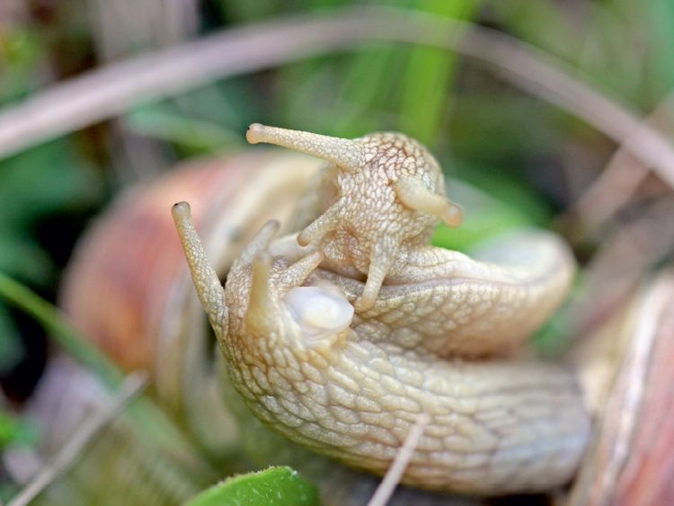 Produktbild: CALVENDO Puzzle Paarung der Weinbergschnecke (Helix pomatia) 1000 Teile Lege-Gr&ouml;&szlig;e 64 x 48 cm Foto-Puzzle Bild von Christine Schmutzler-Schaub