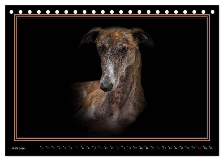 Produktbild: Galgo Espa&ntilde;ol 2026- Der spanische Windhund (Tischkalender 2026 DIN A5 quer), CALVENDO Monatskalender