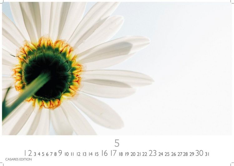 Produktbild: Flower Fantasy Kalender 2027 &ndash; Wandkalender | Fotokalender Naturkalender | Blumenkalender | 24x35cm - Wundersch&ouml;ne Blumenfotos in bestechender &Auml;sthetik