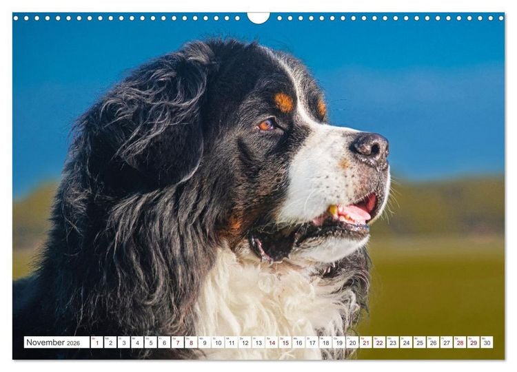 Produktbild: Berner Sennenhund - Ein Freund auf vier Pfoten (Wandkalender 2026 DIN A3 quer), CALVENDO Monatskalender