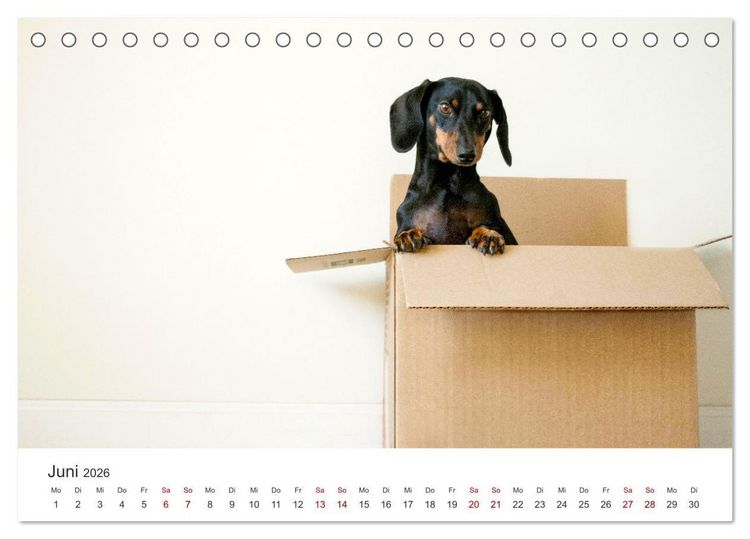 Produktbild: Dackelblicke - Lassen Herzen erw&auml;rmen. (Tischkalender 2026 DIN A5 quer), CALVENDO Monatskalender