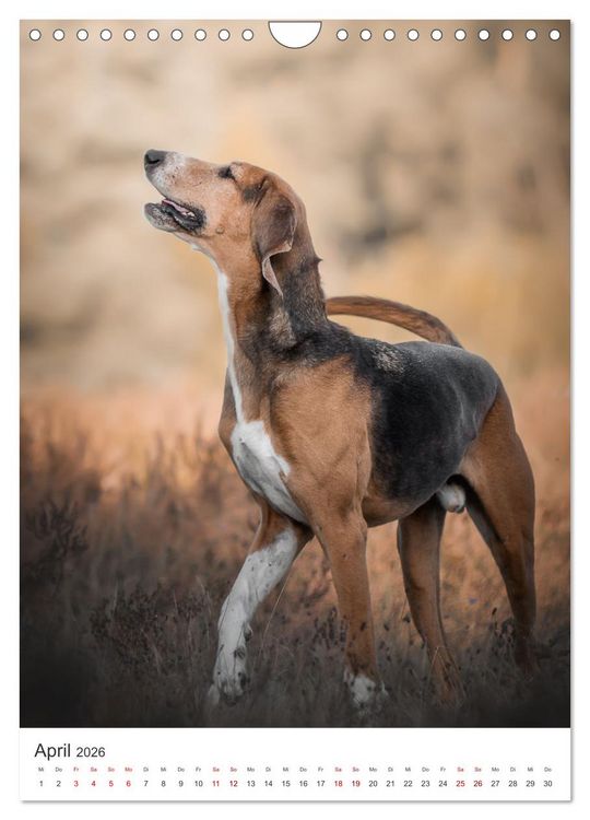 Produktbild: Hunde - Unsere treuen Wegbegleiter. (Wandkalender 2026 DIN A4 hoch), CALVENDO Monatskalender