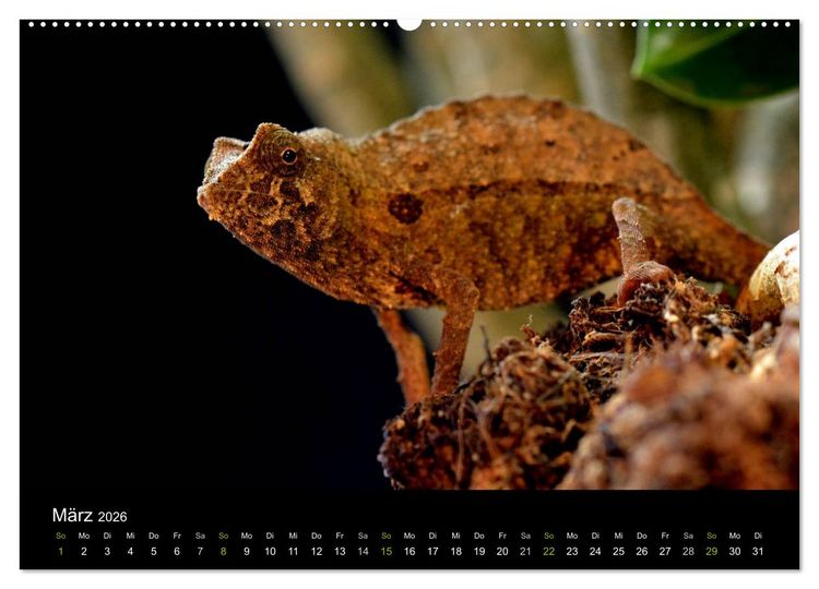 Produktbild: Reptilien (hochwertiger Premium Wandkalender 2026 DIN A2 quer), Kunstdruck in Hochglanz