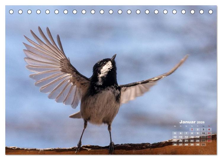 Produktbild: NATUR PUR - Singv&ouml;gel ganz nah (Tischkalender 2026 DIN A5 quer), CALVENDO Monatskalender