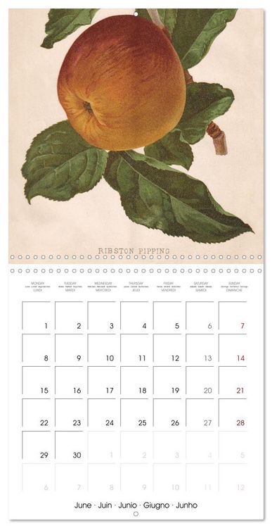Produktbild: Art & Pomology - Apples 2026 (Wall Calendar 2026 12 &times; 12 Inch) CALVENDO 12 Month Wall Calendar