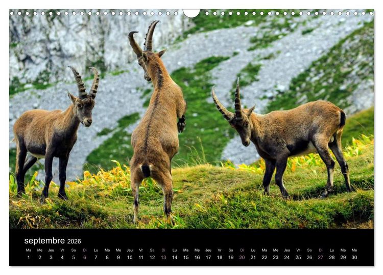 Produktbild: Bouquetins des Alpes (Calendrier mural 2026 DIN A3 vertical), CALVENDO calendrier mensuel