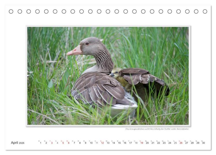 Produktbild: Neusiedler See / CH-Version (Tischkalender 2026 DIN A5 quer), CALVENDO Monatskalender