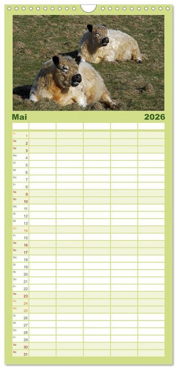 Produktbild: Familienplaner 2026 - Muuuhhh! mit 5 Spalten (Wandkalender, 21 x 45 cm) CALVENDO