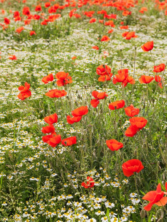 Produktbild: CALVENDO Puzzle Traumhafte Mohnblumen und Kamillebl&uuml;ten | 1000 Teile Lege-Gr&ouml;&szlig;e 64x48cm Foto-Puzzle f&uuml;r gl&uuml;ckliche Stunden