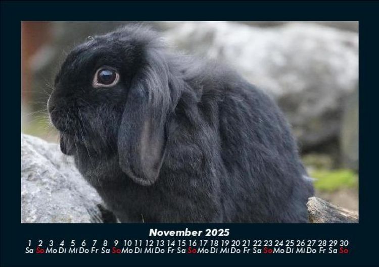 Produktbild: Haustierkalender 2025 Fotokalender DIN A5