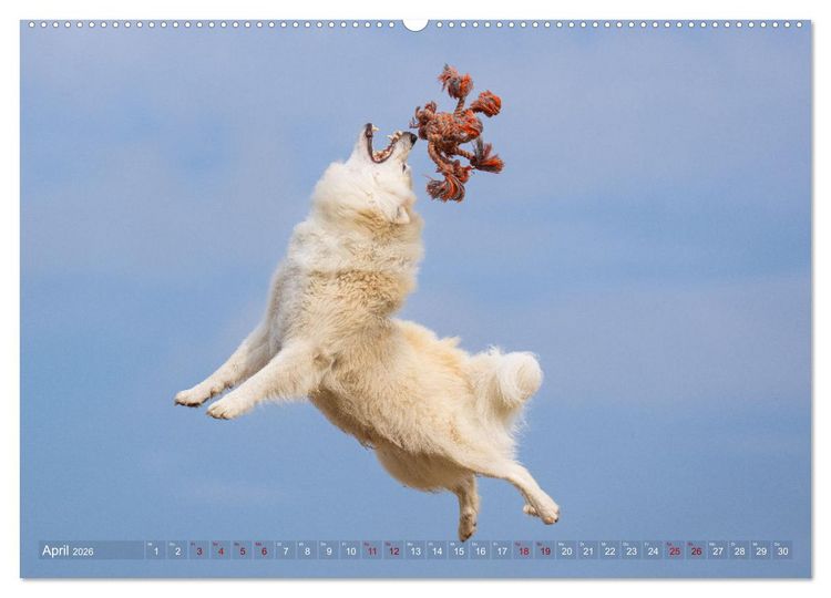 Produktbild: Mein fliegender Isl&auml;nder (Wandkalender 2026 DIN A2 quer), CALVENDO Monatskalender