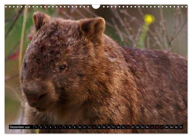 Produktbild: Australiens Tierwelt (Wandkalender 2026 DIN A3 quer), CALVENDO Monatskalender