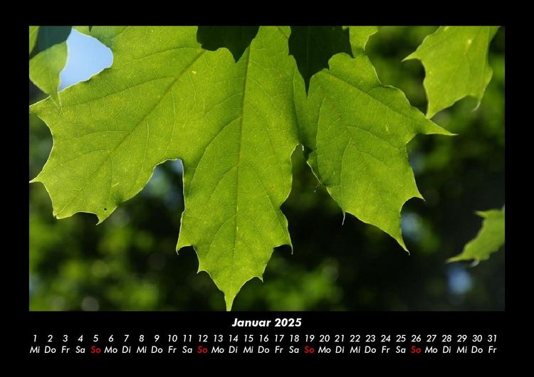 Produktbild: B&auml;ume 2025 Fotokalender DIN A3
