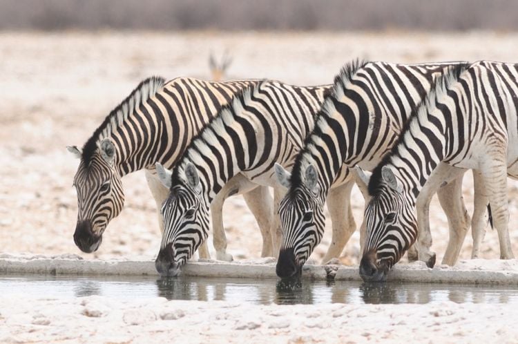 Produktbild: 100 Highlights Afrikas S&uuml;den