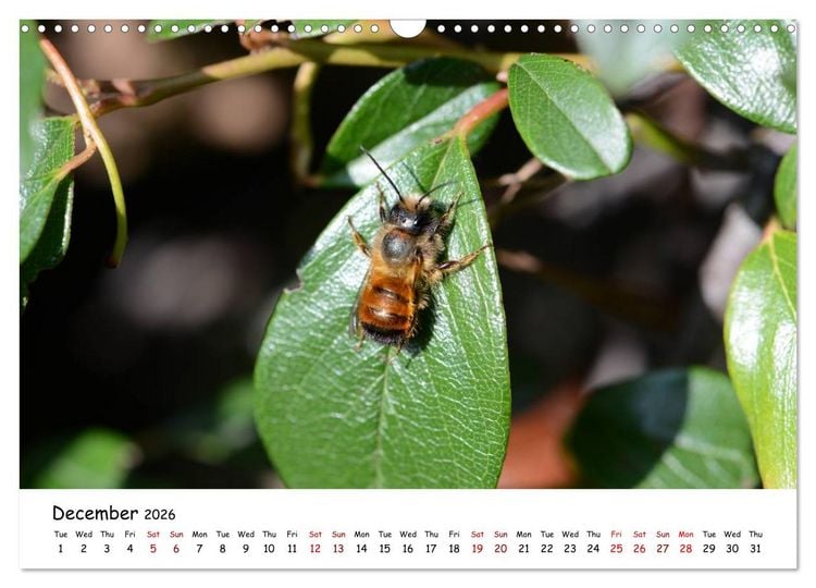 Produktbild: Wild bees - The life of solitary bees in insect hotels (Wall Calendar 2026 DIN A3 landscape), CALVENDO 12 Month Wall Calendar
