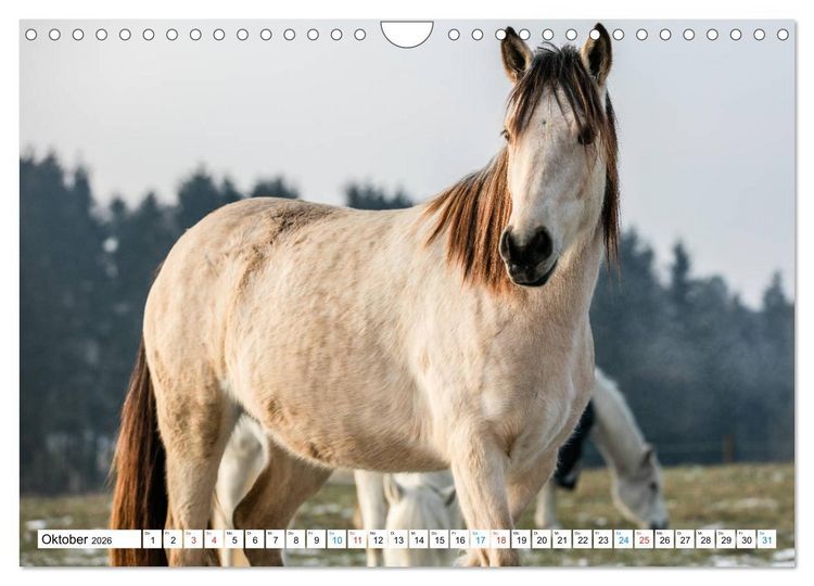 Produktbild: Durch das Jahr mit dem Connemara Pony Holly (Wandkalender 2026 DIN A4 quer), CALVENDO Monatskalender