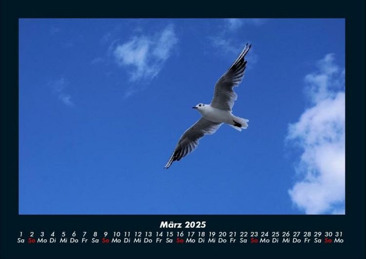Produktbild: Welt der V&ouml;gel 2025 Fotokalender DIN A4
